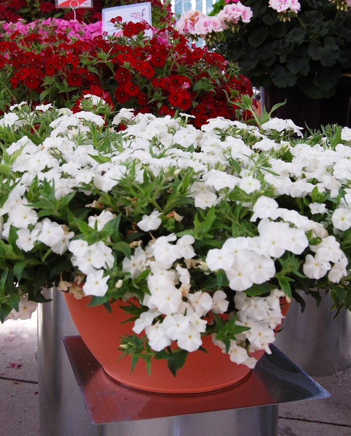 Phlox - Phlox 'Phloxy Lady White' Phlox - Phlox 'Phloxy Lady White'