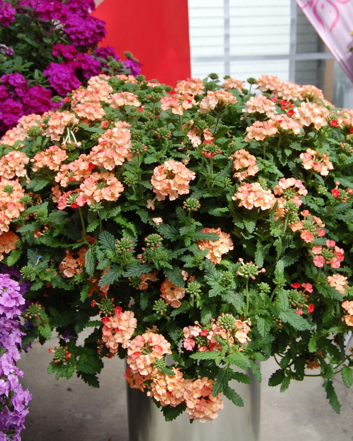 Verbena Empress Peach - Verbena hybrida Verbena Empress Peach - Verbena hybrida