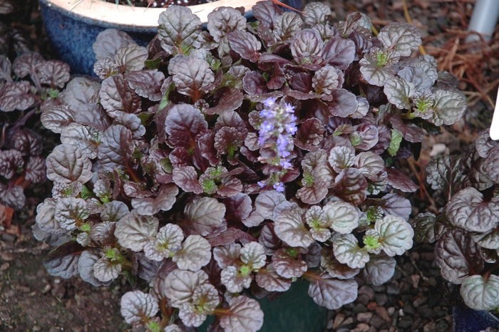 Bugleweed - Ajuga reptans 'Black Scallop' Bugleweed - Ajuga reptans 'Black Scallop'