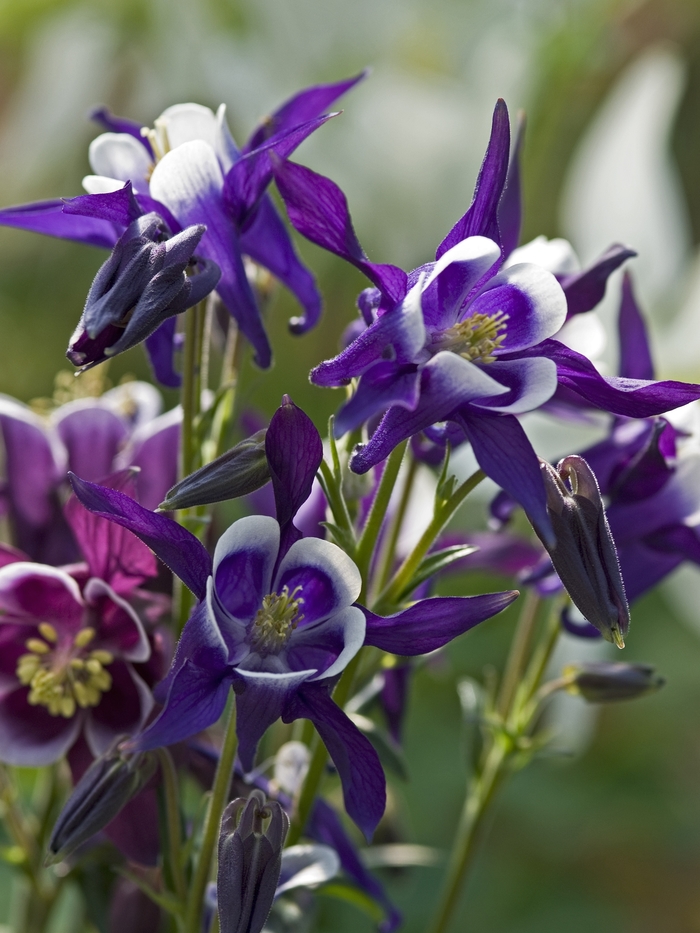 Columbine - Aquilegia vulgaris 'Winky Blue & White' Columbine - Aquilegia vulgaris 'Winky Blue & White'