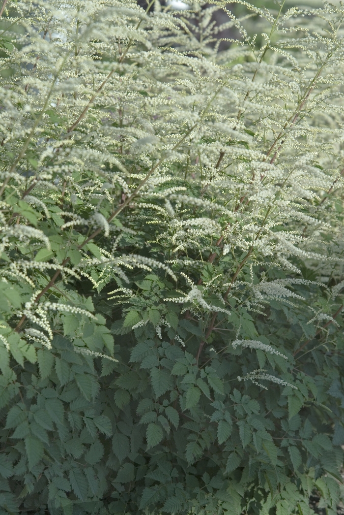 Dwarf Goat's Beard - Aruncus 'Misty Lace' Dwarf Goat's Beard - Aruncus 'Misty Lace'