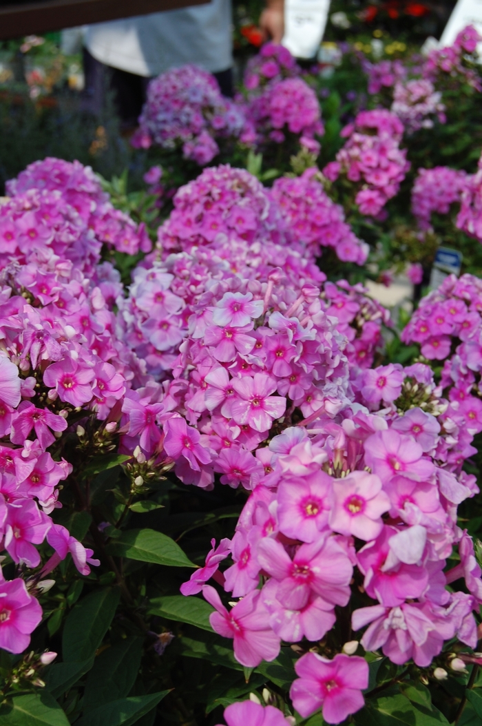 'Eva Cullum' - Phlox paniculata 'Eva Cullum' - Phlox paniculata