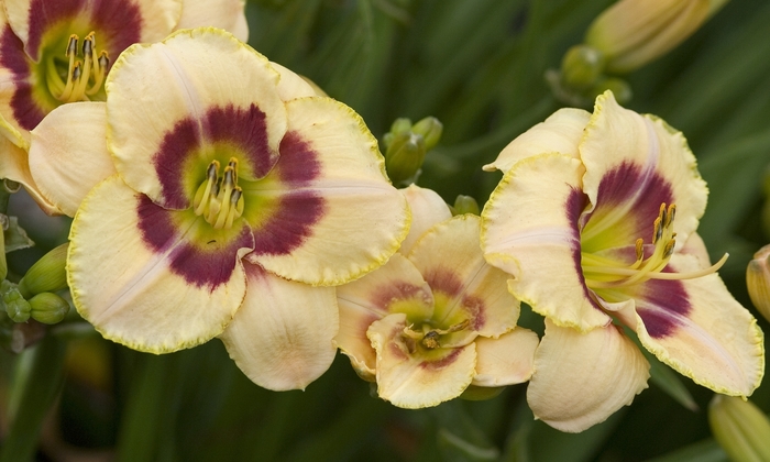'Custard Candy' Daylily-Designer - Hemerocallis 'Custard Candy' Daylily-Designer - Hemerocallis