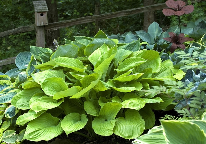 Plantain Lily - Hosta 'Sum and Substance'