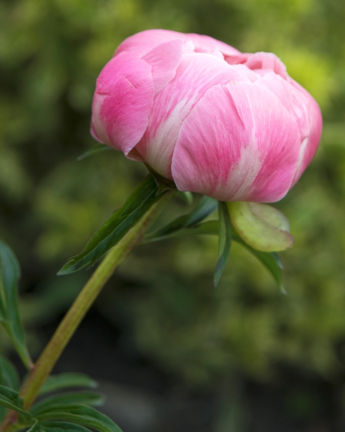 Peony - Paeonia 'Coral Charm' Peony - Paeonia 'Coral Charm'