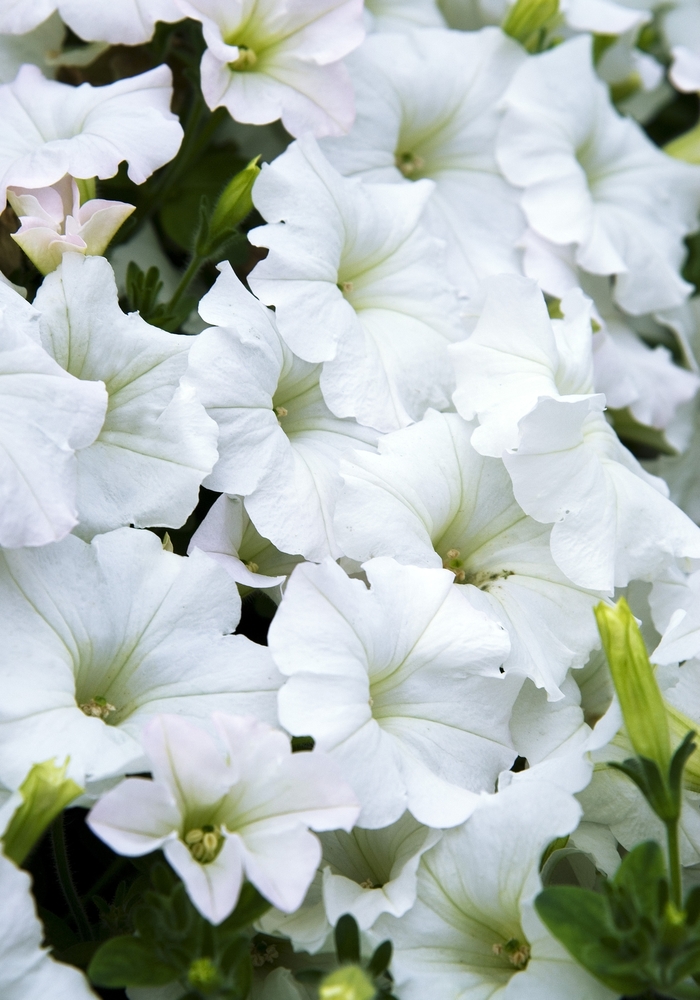 Easy Wave® 'White' - Petunia Easy Wave® 'White' - Petunia