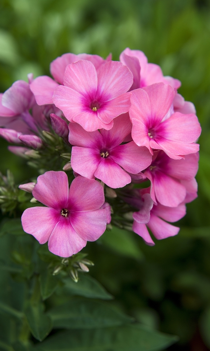 Phlox Garden - Phlox paniculata 'Pink Flame™'