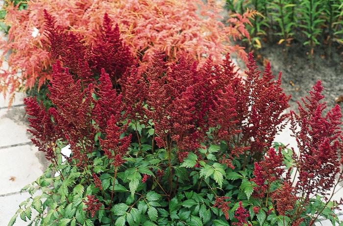 'Elisabeth van Veen' False Spirea - Astilbe japonica 'Elisabeth van Veen' False Spirea - Astilbe japonica