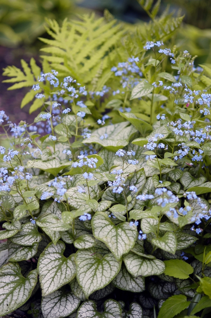 Jack Frost Brunnera - Brunnera macrophylla 'Jack Frost'