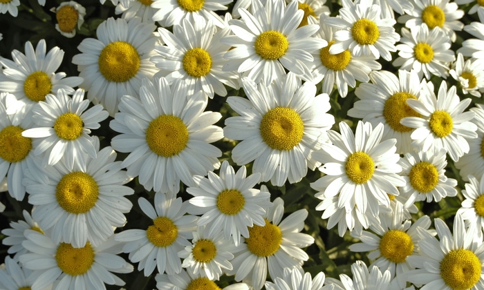 Shasta Daisy Snowcap - Leucanthemum superbum ''Snowcap''