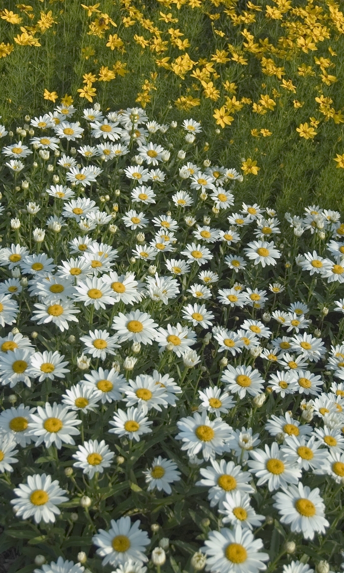 Shasta Daisy - Leucanthemum superbum ''Snowcap'' Shasta Daisy - Leucanthemum superbum ''Snowcap''
