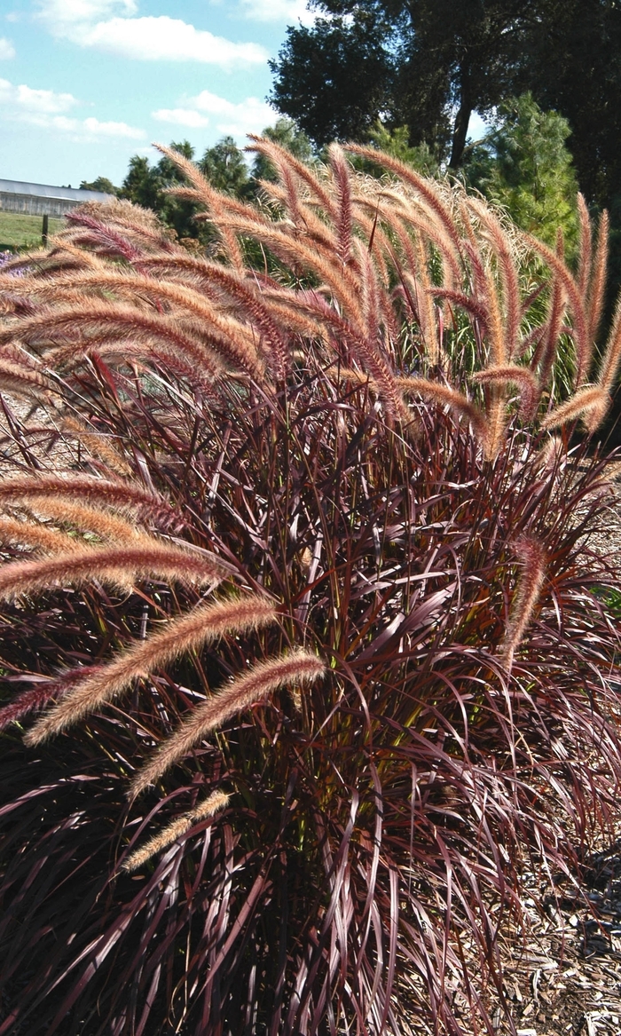 Graceful Grasses™ - Pennisetum setaceum 'Rubrum' ' Rubrum Purple Fountain Grass'