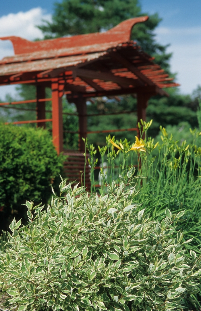 Ivory Halo® Dogwood - Cornus alba 'Bailhalo' Ivory Halo® Dogwood - Cornus alba 'Bailhalo'