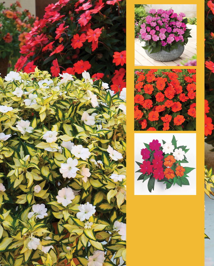 SunPatiens® Mix - Impatiens SunPatiens® Mix - Impatiens