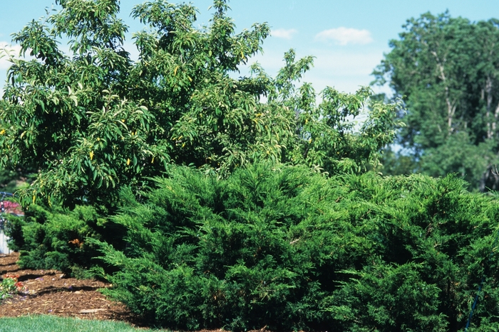 Sea Green Juniper - Juniperus chinensis ''Sea Green''
