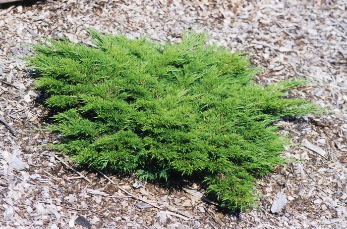 Calgary Carpet Juniper - Juniperus sabina 'Monna'