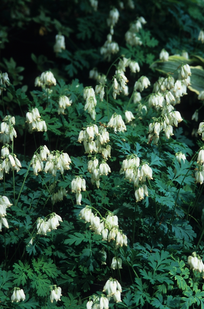 Bleeding Heart - Dicentra spectabilis 'Alba White'
