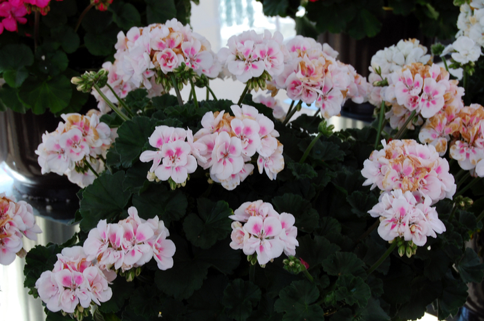 Red Fox Savannah White Splash Geranium - Pelargonium 'Red Fox Savannah White Splash' Red Fox Savannah White Splash Geranium - Pelargonium 'Red Fox Savannah White Splash'