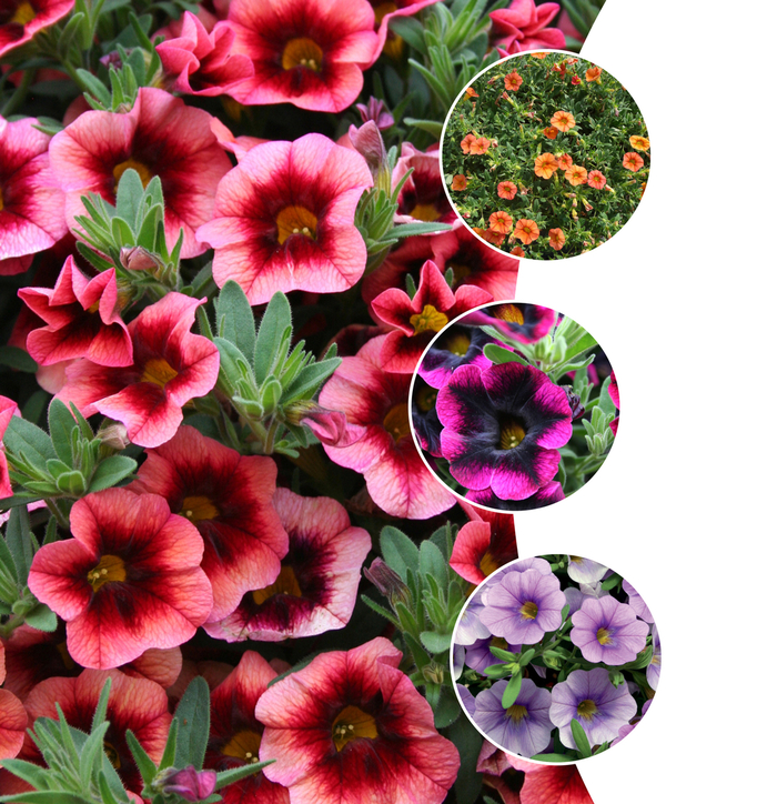 Superbells® Series - Calibrachoa hybrid Superbells® Series - Calibrachoa hybrid