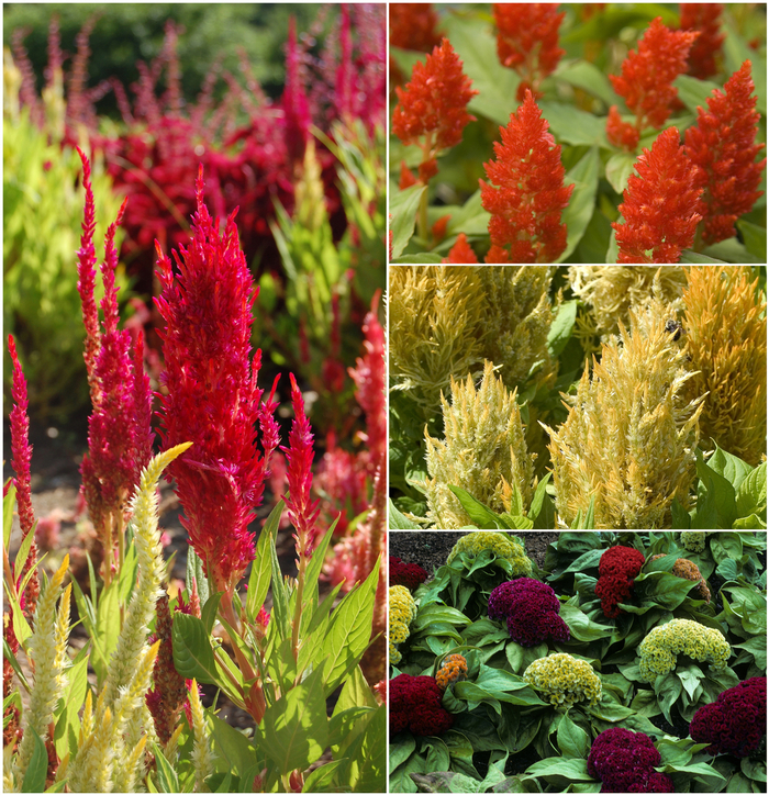 Cockscomb - Celosia Cockscomb - Celosia