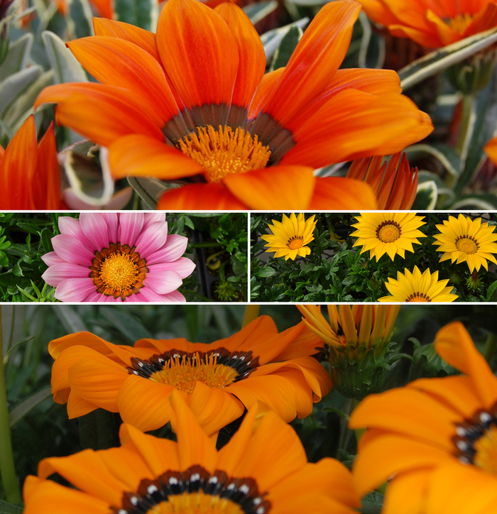 Gazania - Multiple Varieties Gazania - Multiple Varieties