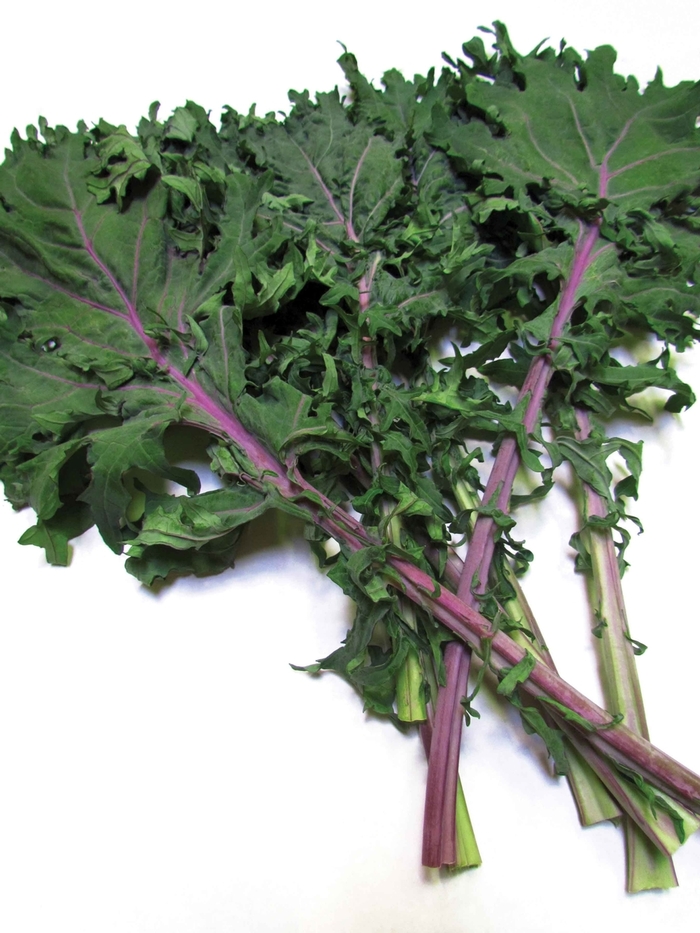  Red Russian Kale - Brassica oleracea Acephala group