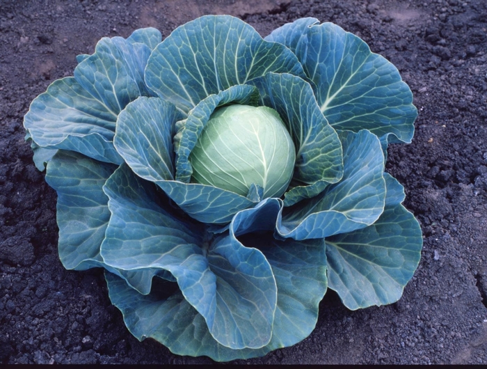 'Stonehead F1' Cabbage - Brassica 'Stonehead F1' Cabbage - Brassica