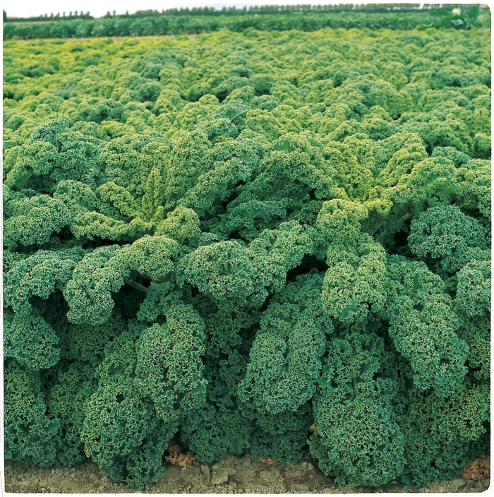 Winterbor F1 - Brassica oleracea 'Winterbor'