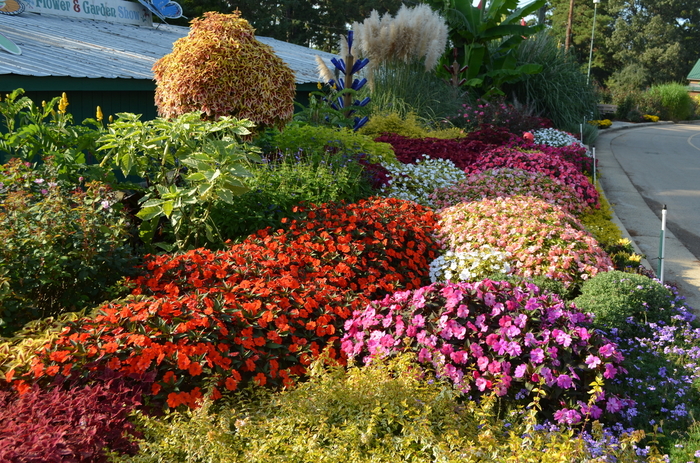 SunPatiens® Series - Impatiens SunPatiens® Series - Impatiens