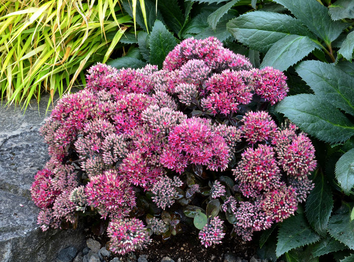 Stonecrop - Sedum 'Dynomite' Stonecrop - Sedum 'Dynomite'