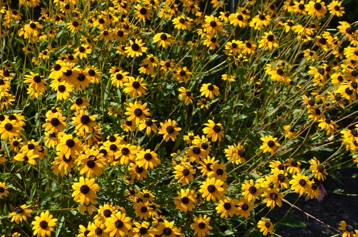 Black-eyed Susan - Rudbeckia fulgida var. 'Fulgida' Black-eyed Susan - Rudbeckia fulgida var. 'Fulgida'