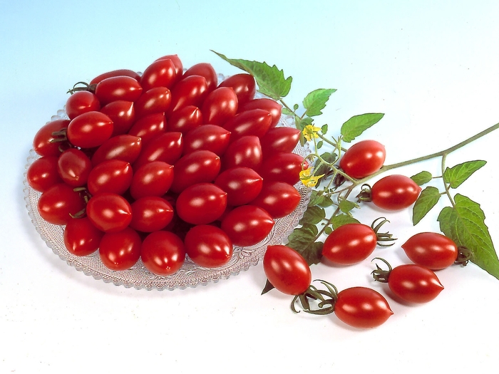 Grape Tomatoes - Lycopersicon esculentum 'Sugary F1'