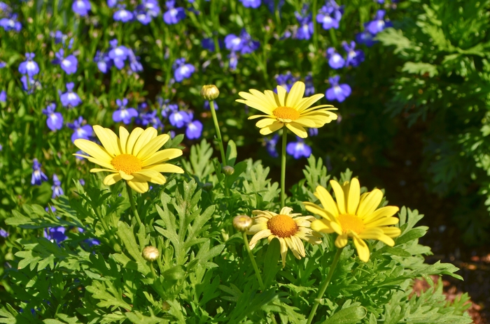 Marguerite Daisy - Argyranthemum 'Beauty Yellow'