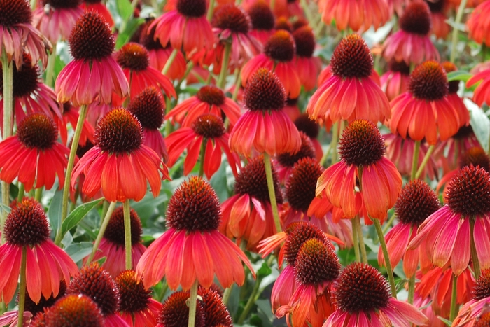 Coneflower - Echinacea 'Firebird' Coneflower - Echinacea 'Firebird'