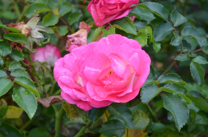 Easy Elegance® 'Sunrise Sunset' Rose - Rosa hybrid Easy Elegance® 'Sunrise Sunset' Rose - Rosa hybrid