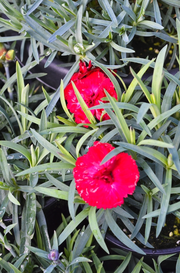 Pinks - Dianthus 'Early Bird 'Chili'