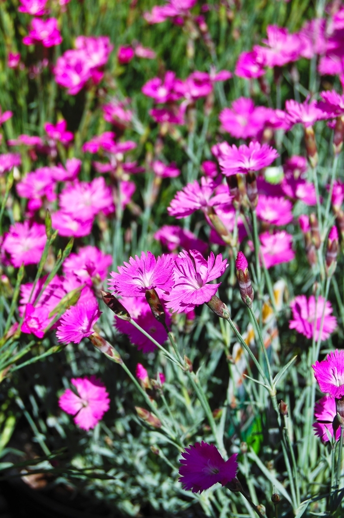 Pinks - Dianthus gratianopolitanus 'Firewitch' Pinks - Dianthus gratianopolitanus 'Firewitch'