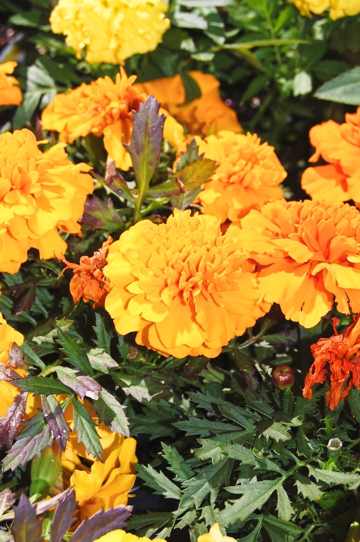 African Marigold - Tagetes erecta 'Inca II Deep Orange' African Marigold - Tagetes erecta 'Inca II Deep Orange'