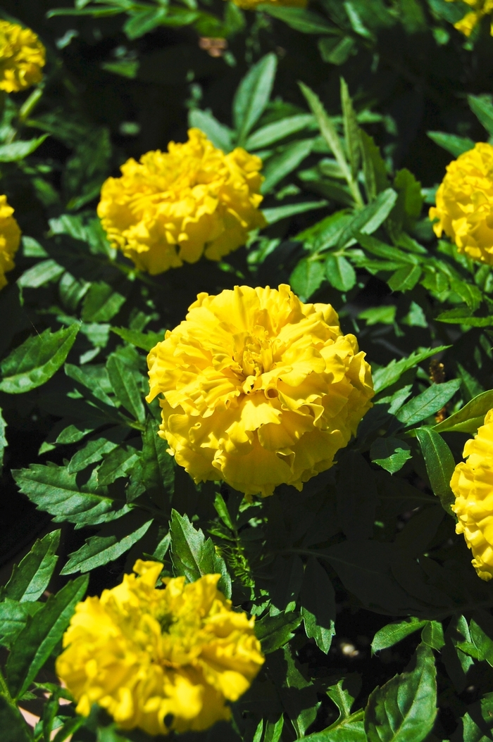African Marigold - Tagetes erecta 'Inca II Yellow' African Marigold - Tagetes erecta 'Inca II Yellow'
