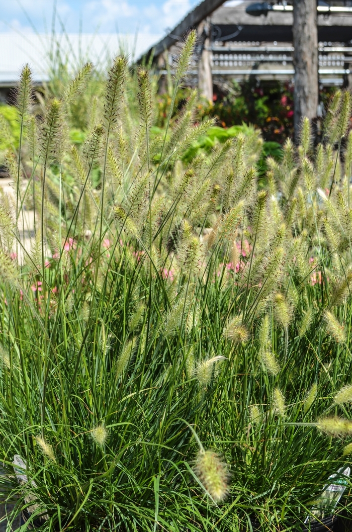 Dwarf Fountain Grass - Pennisetum alopecuroides 'Hameln'