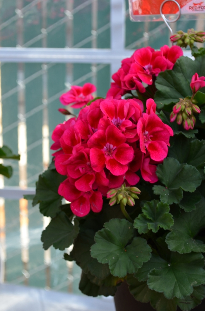 Pelargonium Red Fox Savannah Merlot Sizzle | Red Fox Savannah Merlot ...