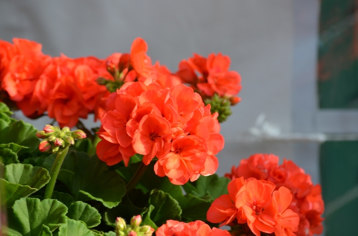 Geranium - Pelargonium 'Red Fox Survivor Coral' Geranium - Pelargonium 'Red Fox Survivor Coral'