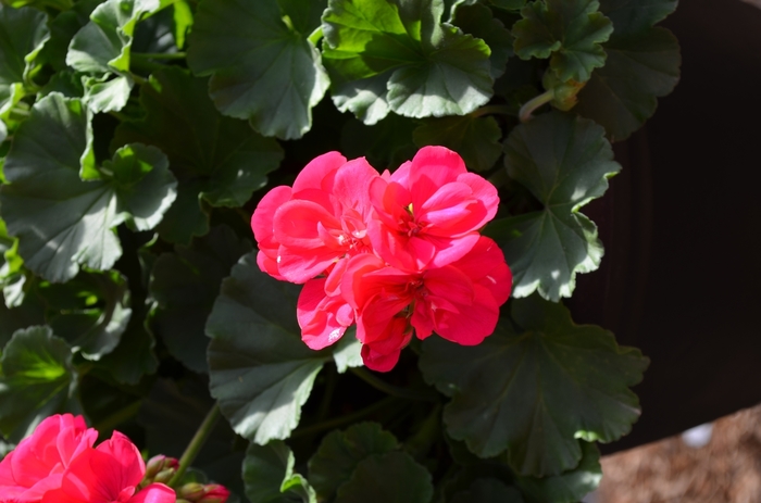 Geranium - Pelargonium 'Red Fox Survivor Fuschia' Geranium - Pelargonium 'Red Fox Survivor Fuschia'