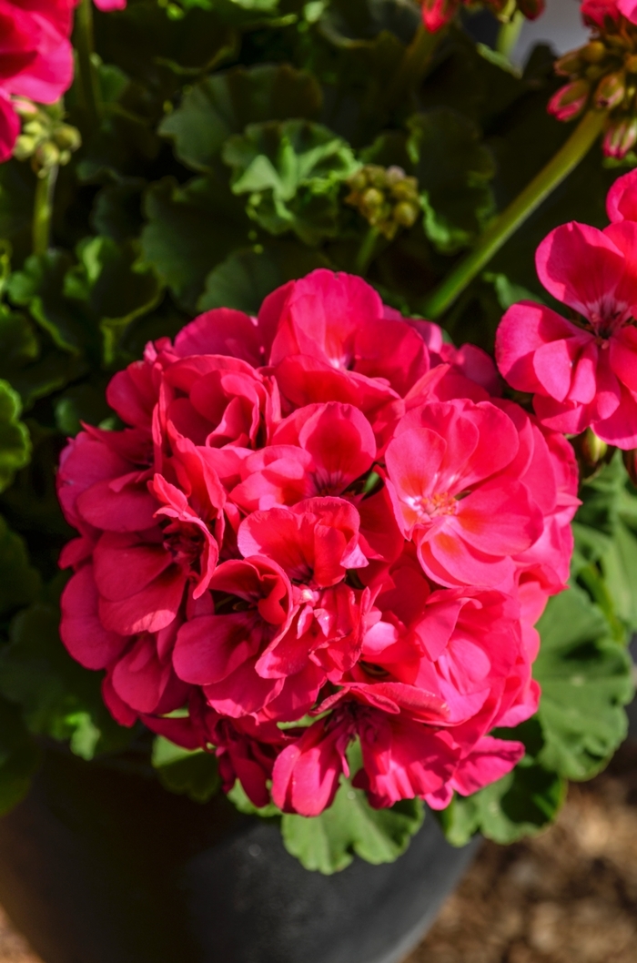 Geranium - Pelargonium 'Red Fox Survivor Hot Pink' Geranium - Pelargonium 'Red Fox Survivor Hot Pink'