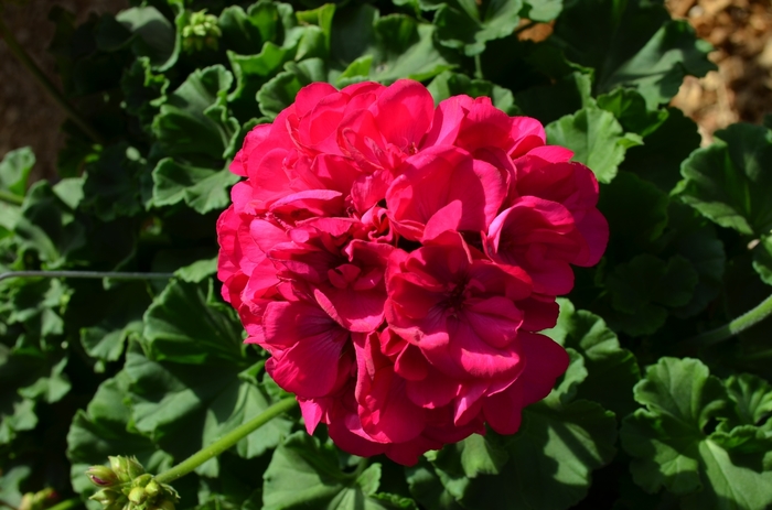 Geranium - Pelargonium 'Red Fox Survivor Baby Face' Geranium - Pelargonium 'Red Fox Survivor Baby Face'
