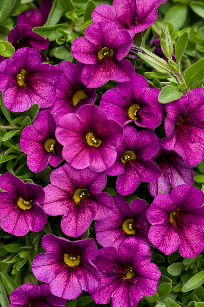 Superbells® Plum - Calibrachoa hybrid Superbells® Plum - Calibrachoa hybrid