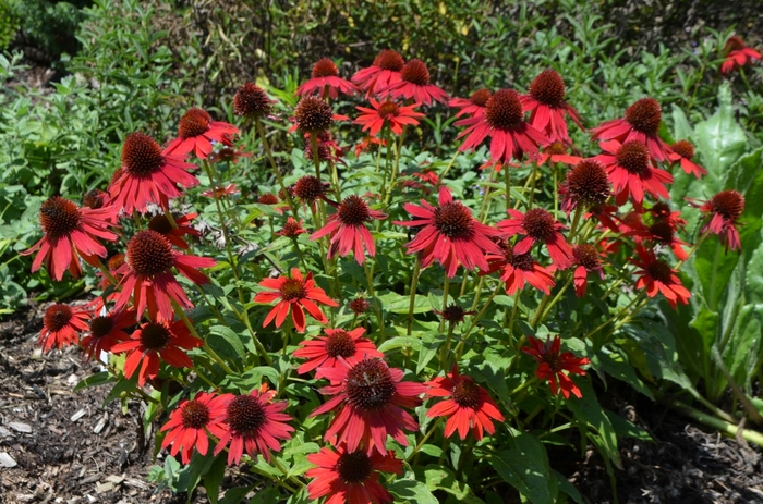 Coneflower - Echinacea 'Sombrero Salsa Red'