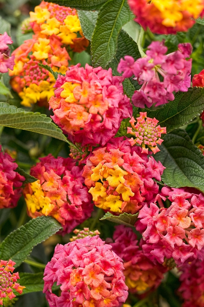 Luscious® Berry Blend™ - Lantana camara Luscious® Berry Blend™ - Lantana camara