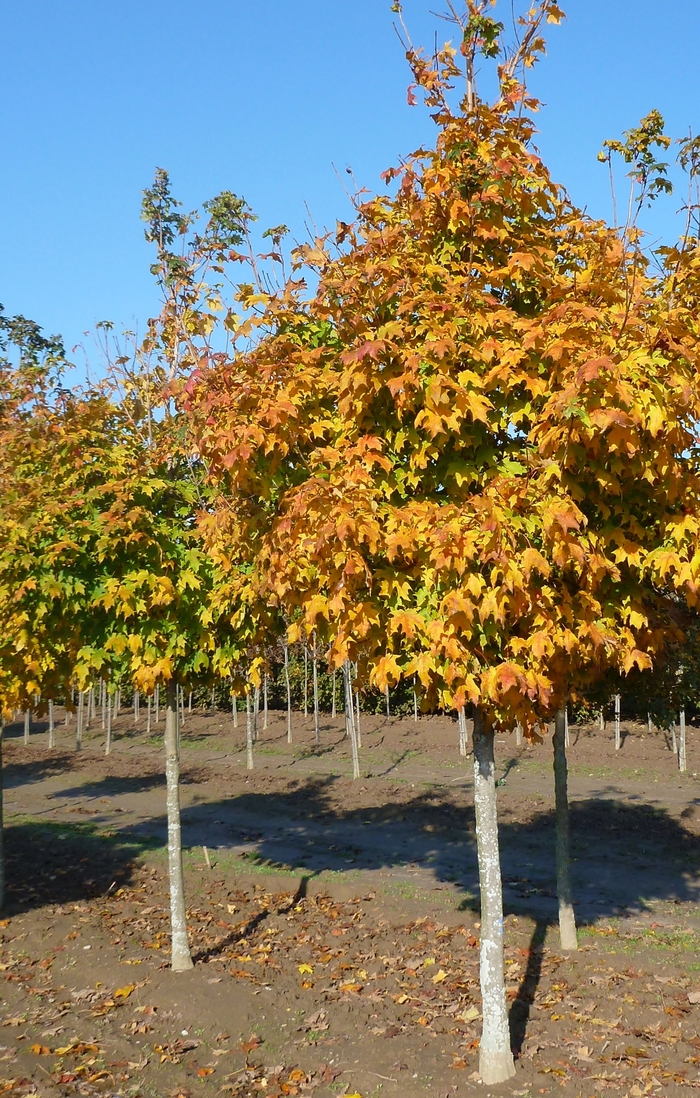 Green Mountain Sugar Maple - Acer saccharum 'Green Mountain' Green Mountain Sugar Maple - Acer saccharum 'Green Mountain'
