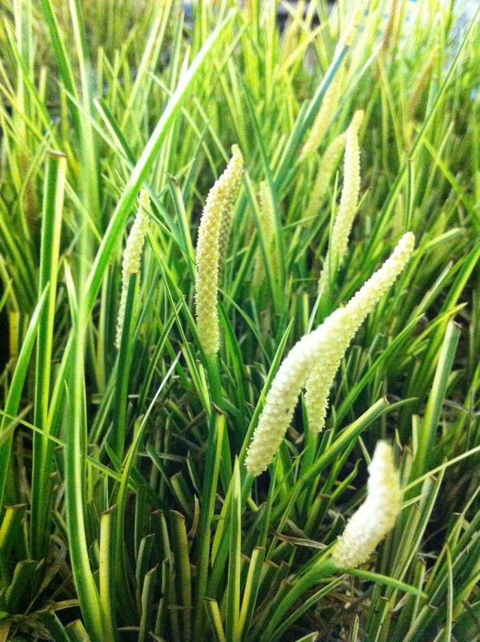 'Variegatus' Sweet Flag - Acorus calamus